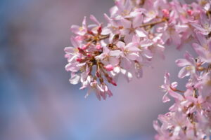 枝垂桜