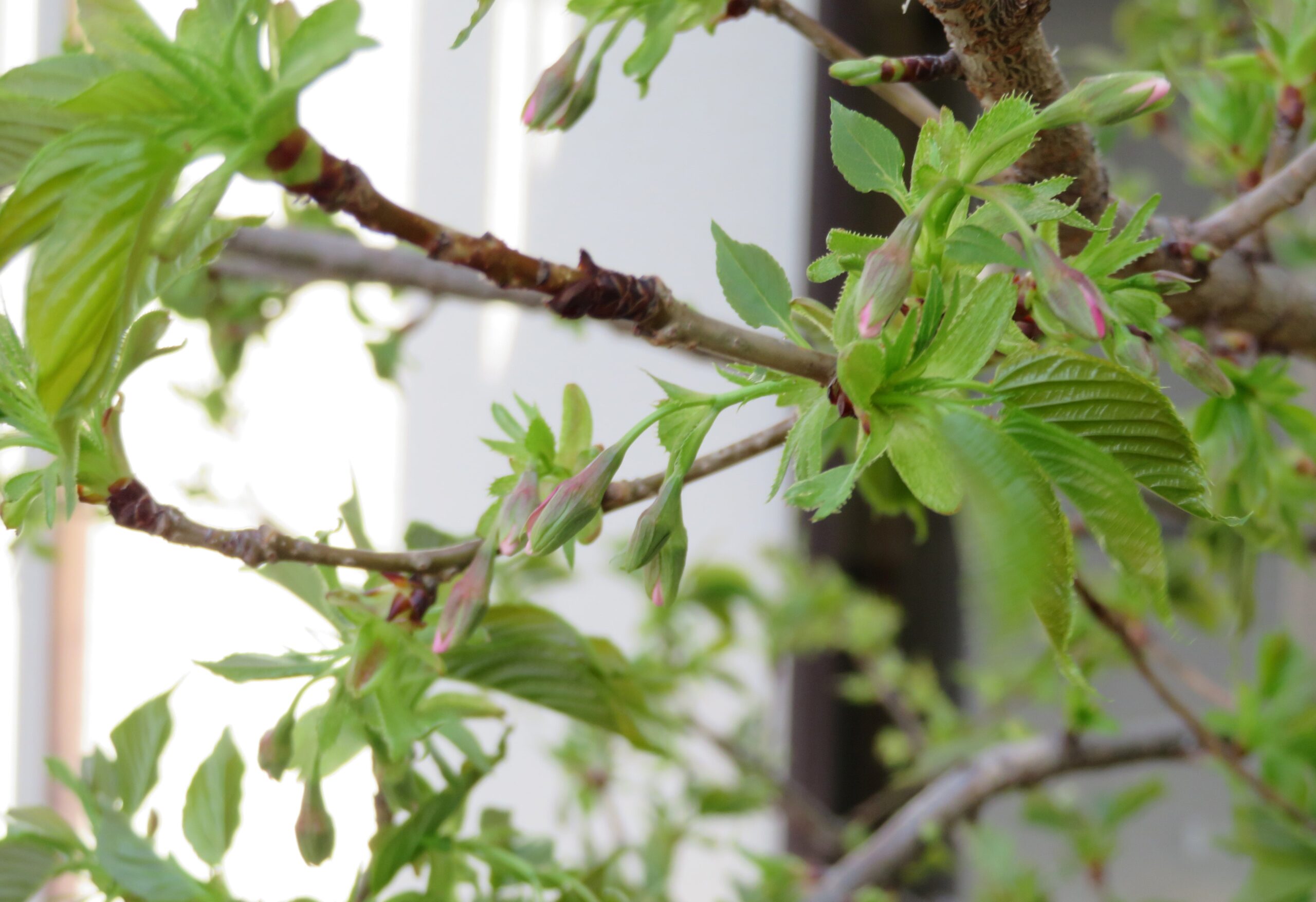 桜つぼみ